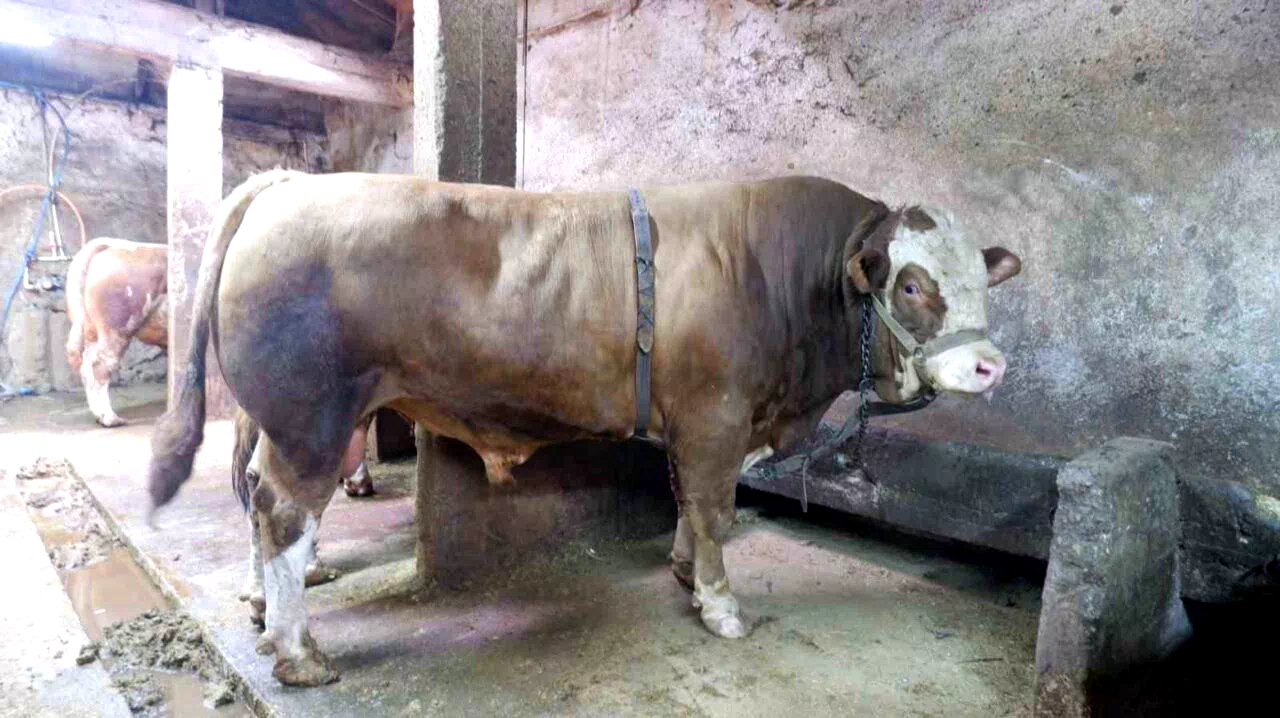 1 ton 200 kiloluk tosun 400 bin liraya satıldı
