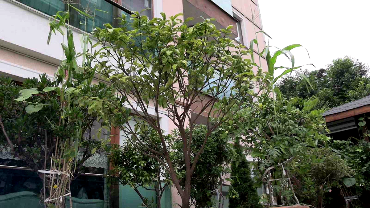 102 saksıyla köy hayatını apartman balkonuna taşıdılar