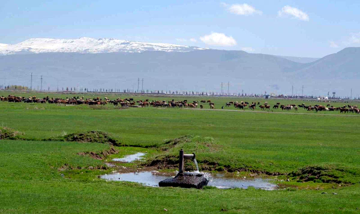 1933’te Danimarka gözünü Erzurum ve Kars’a çevirdi: Hedefleri süt üretimi yapmaktı