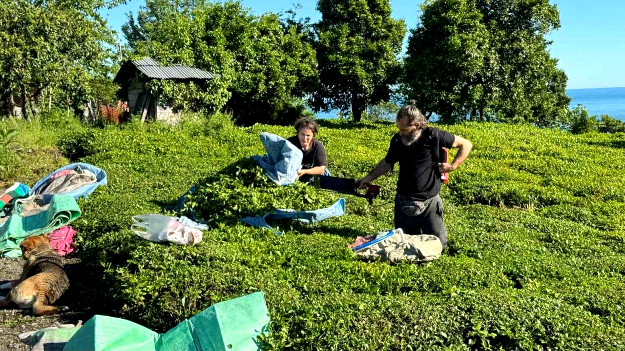 2025 yaş çay sezonu açıldı