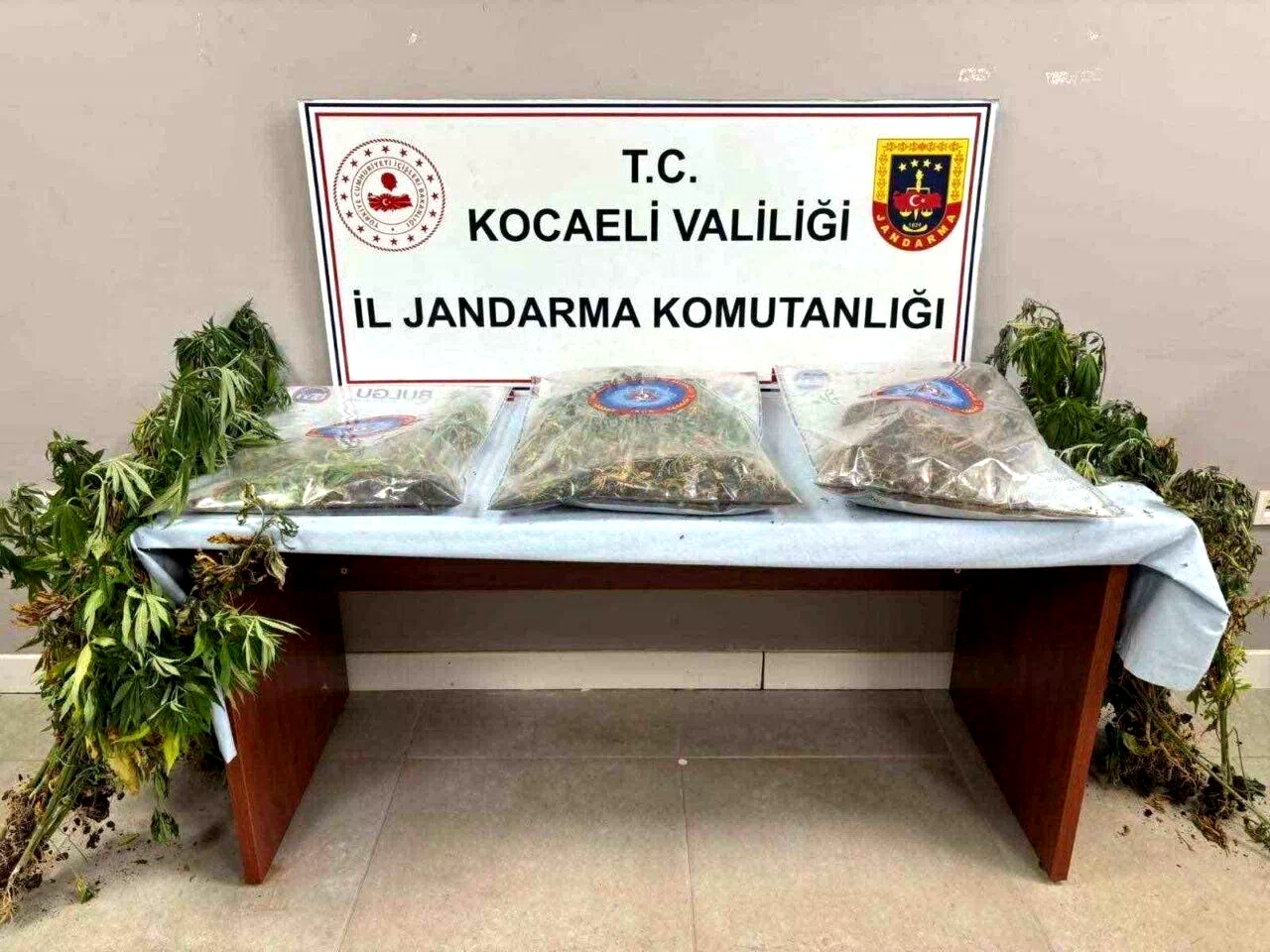 556 kök kenevir ve 5 kilo skunk ele geçirildi: 2 şüpheli tutuklandı