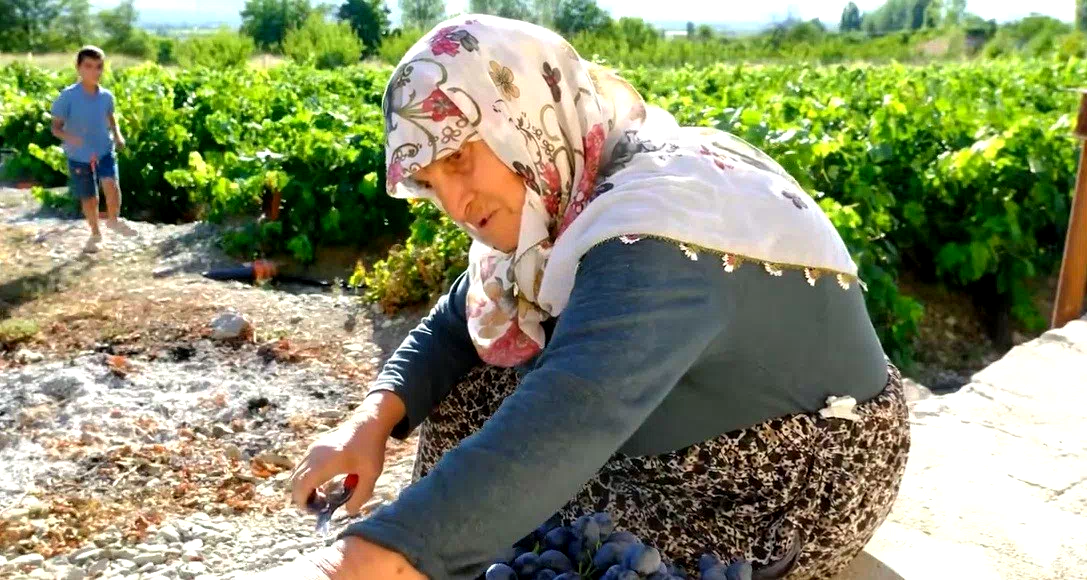 75 yıllık ömür, nasırlı eller ve Cimin üzümü