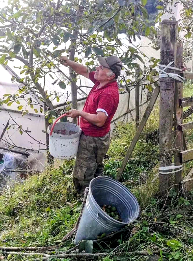 Ağasar’da fındığa alternatif olarak ceviz üretiliyor