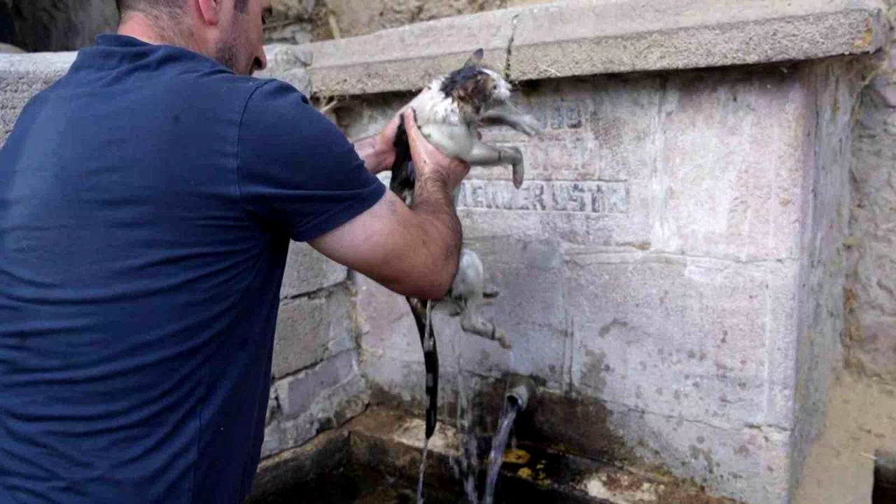 Alevlerin içinde kurtardığı kediye adeta can suyu verdi