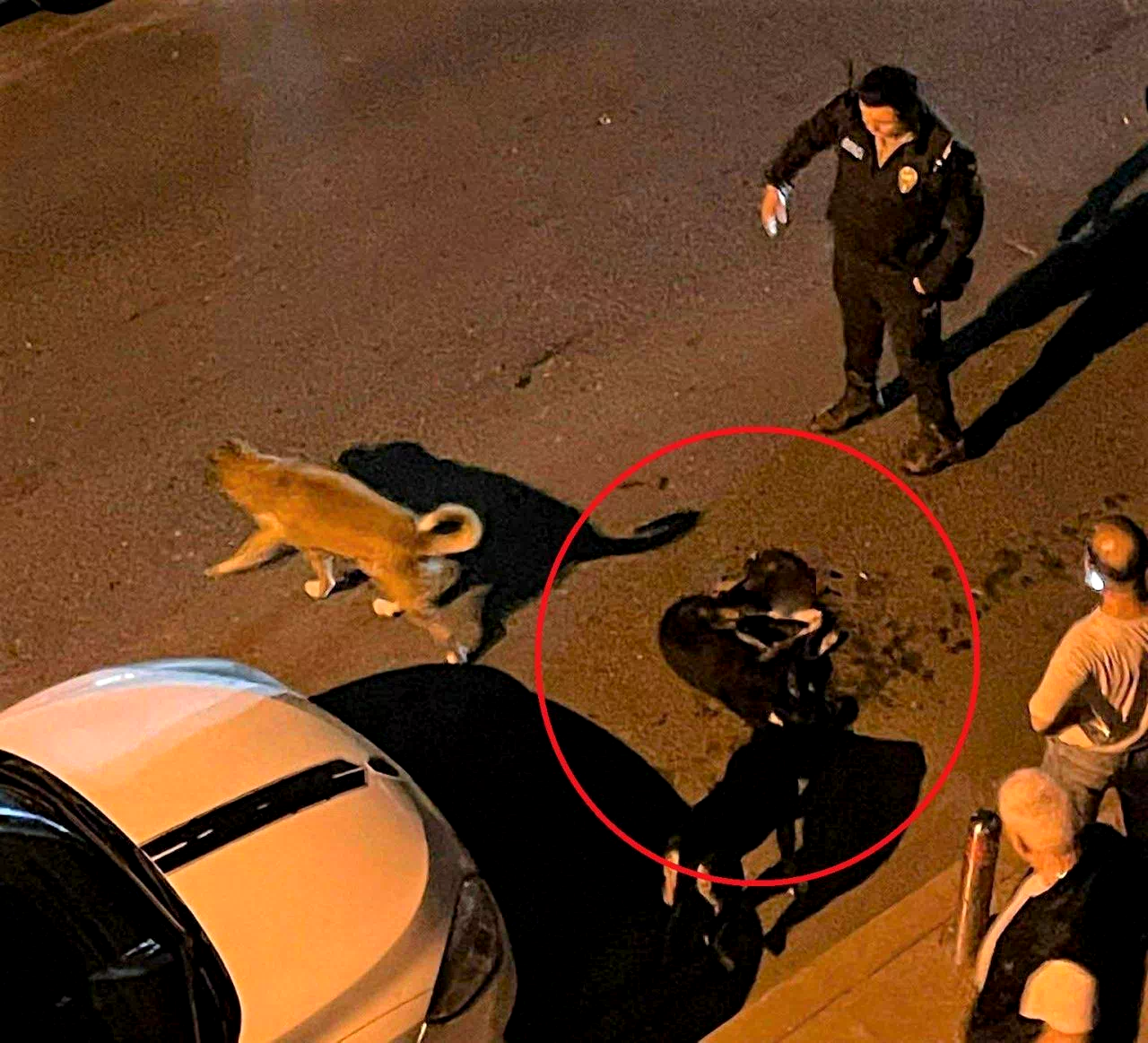 Altınordu Belediyesi çöp kamyonu sokak köpeğini ezdi