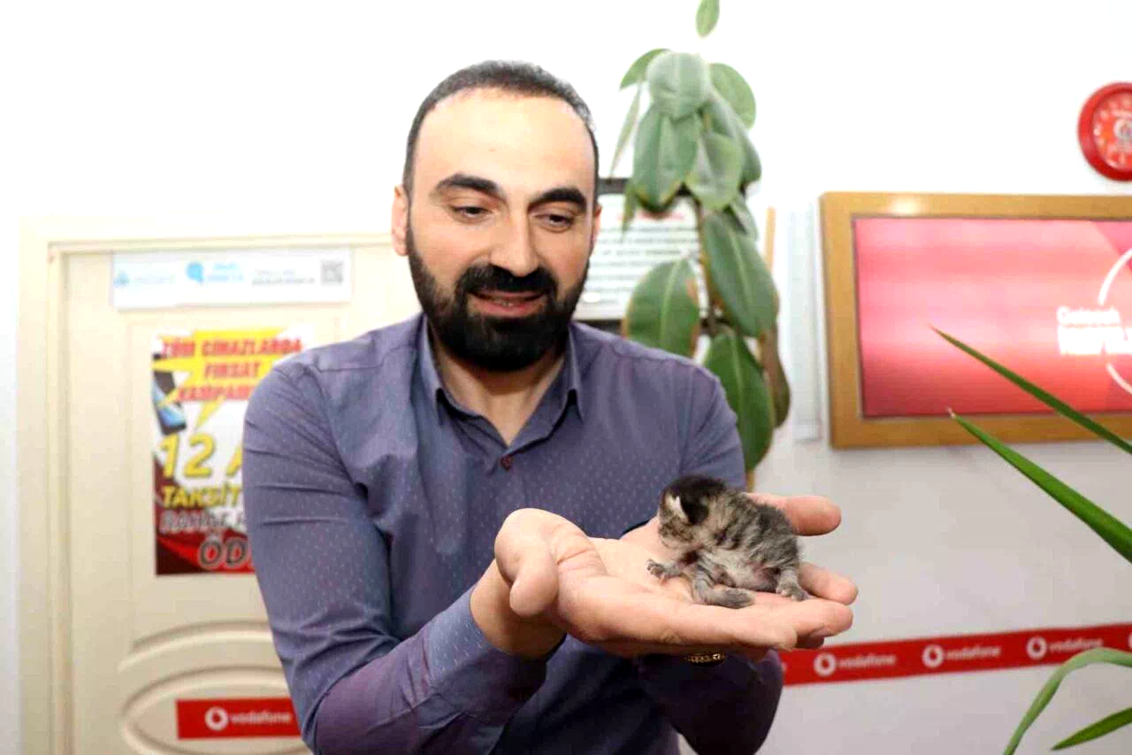 Anne kedi yavrusunu çekmecede doğurdu