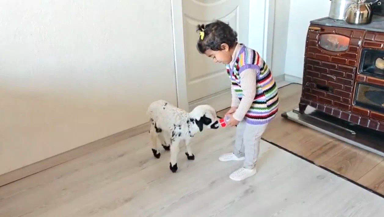 Annesinin reddettiği kuzuya 3 yaşındaki Ezo’nun şefkati yürekleri ısıttı