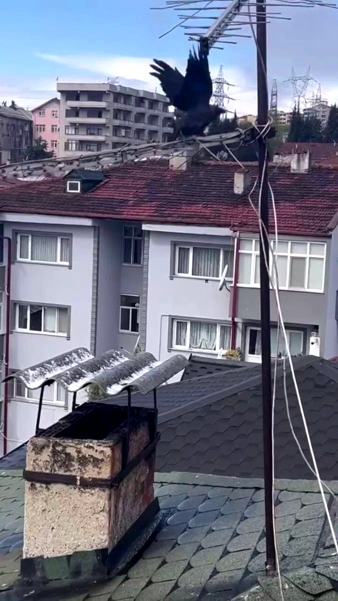 Antene sıkışan karga itfaiye erlerinin yardımıyla özgürlüğüne kavuştu