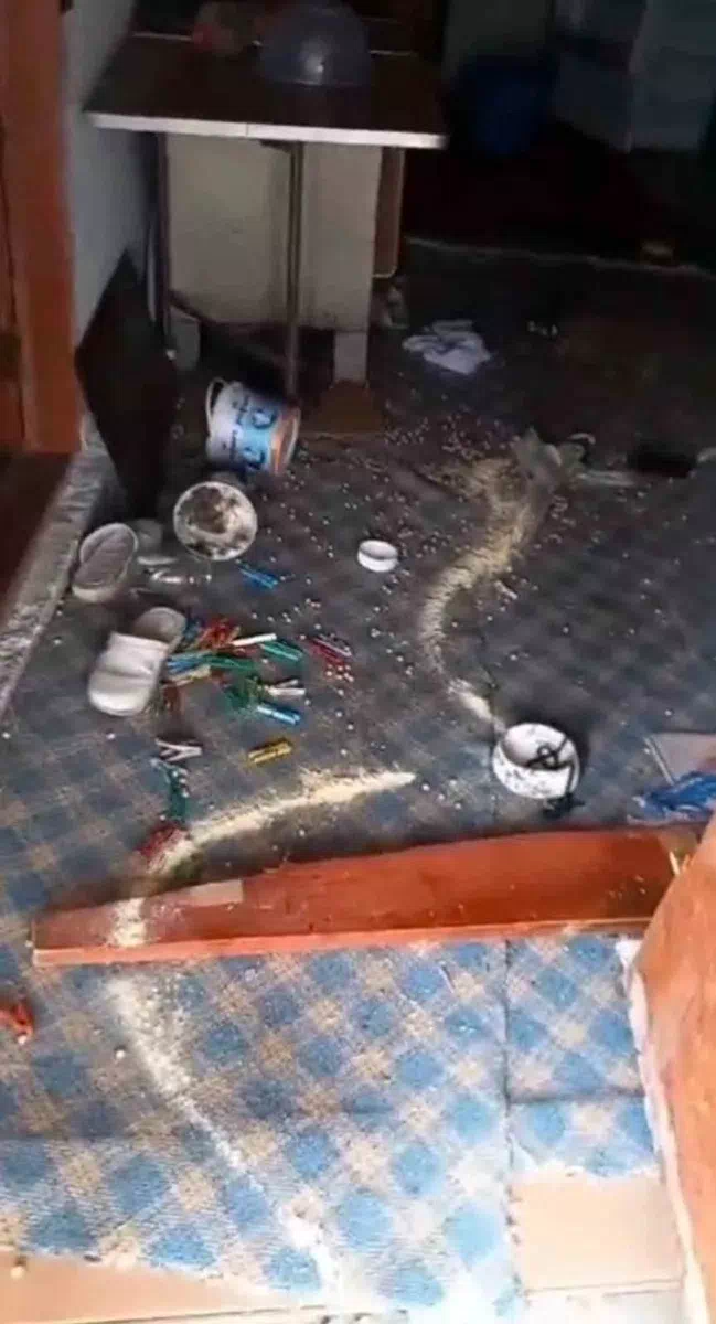 Araklı’da Ayılar Köy Evlerine Dadandı, Vatandaşlar Ayının Zararlarına Şaşırdı
