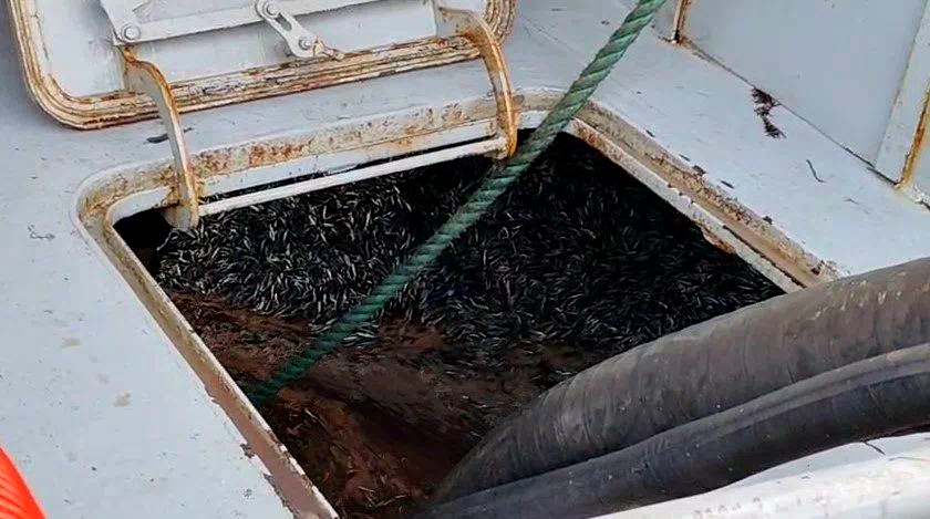 Araklı Limanı’nda hafta sonu hamsi yoğunluğu