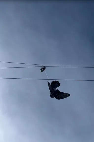 Ardahan’ın Hanak ilçesindeki Güvercin, Yüksek Gerilim Hattından Kurtarıldı