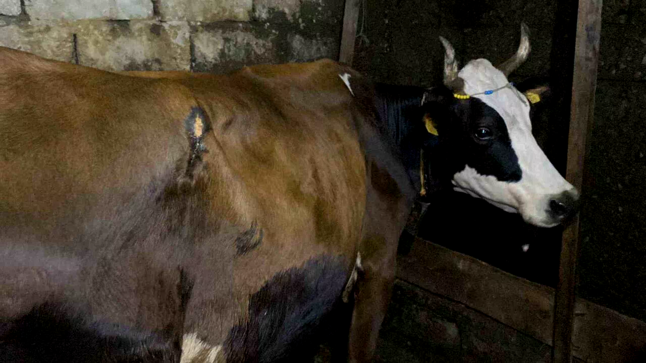 Artvin’de ayı saldırısı: Köylülerin müdahalesiyle inek kurtarıldı