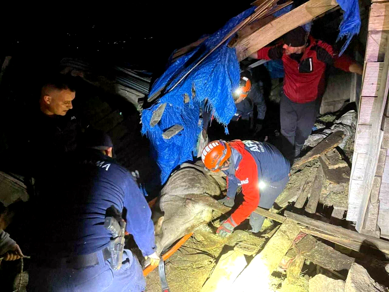 Artvin’de çöken ahırda mahsur kalan 33 büyükbaş hayvan kurtarıldı