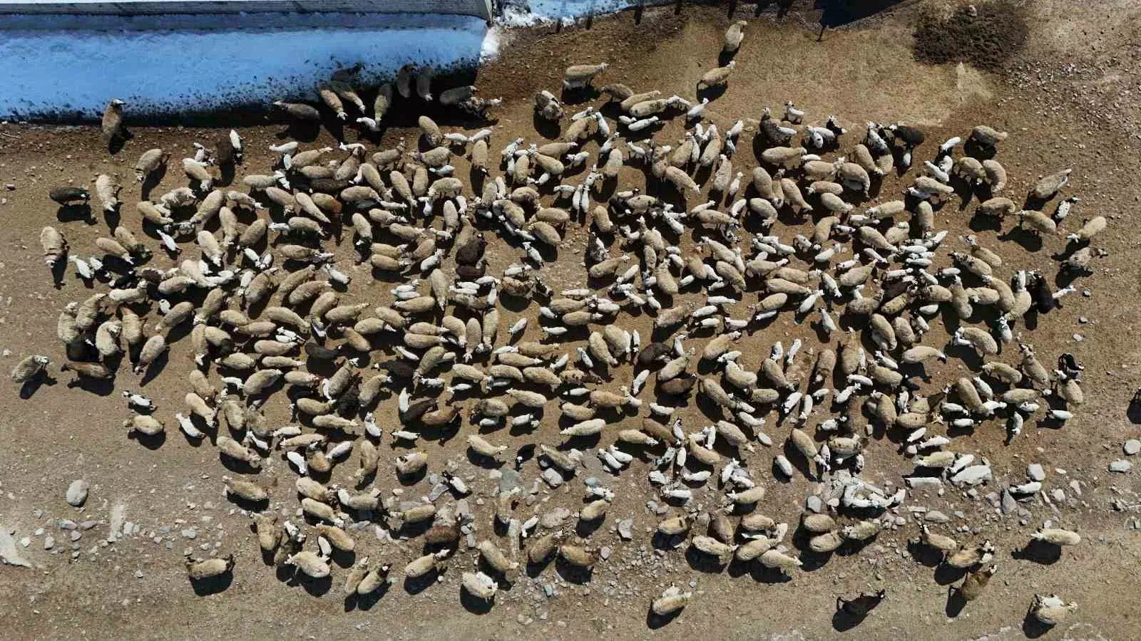 Aşkale İlçesinde Baharın Gelmesiyle Yeni Doğan Kuzular Anneleriyle Buluştu