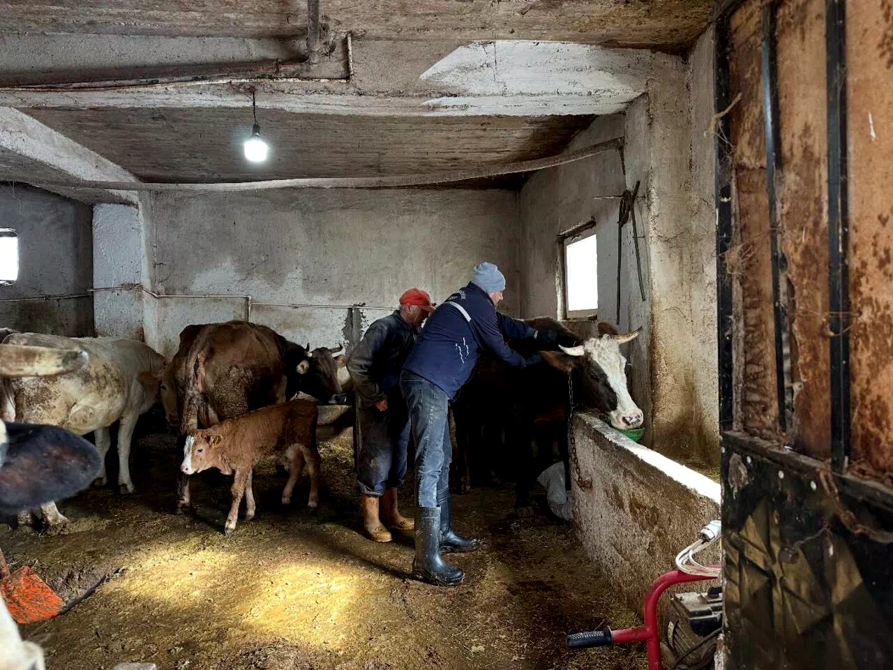 Aydıntepe’de 2026 ilkbahar şap aşılama kampanyası tamamlandı