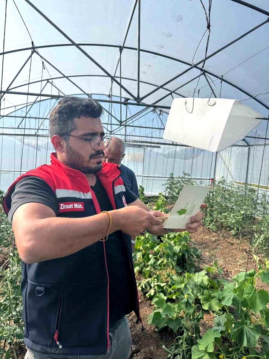 Aydıntepe’de Akdeniz meyve sineğine karşı mücadele başlatıldı