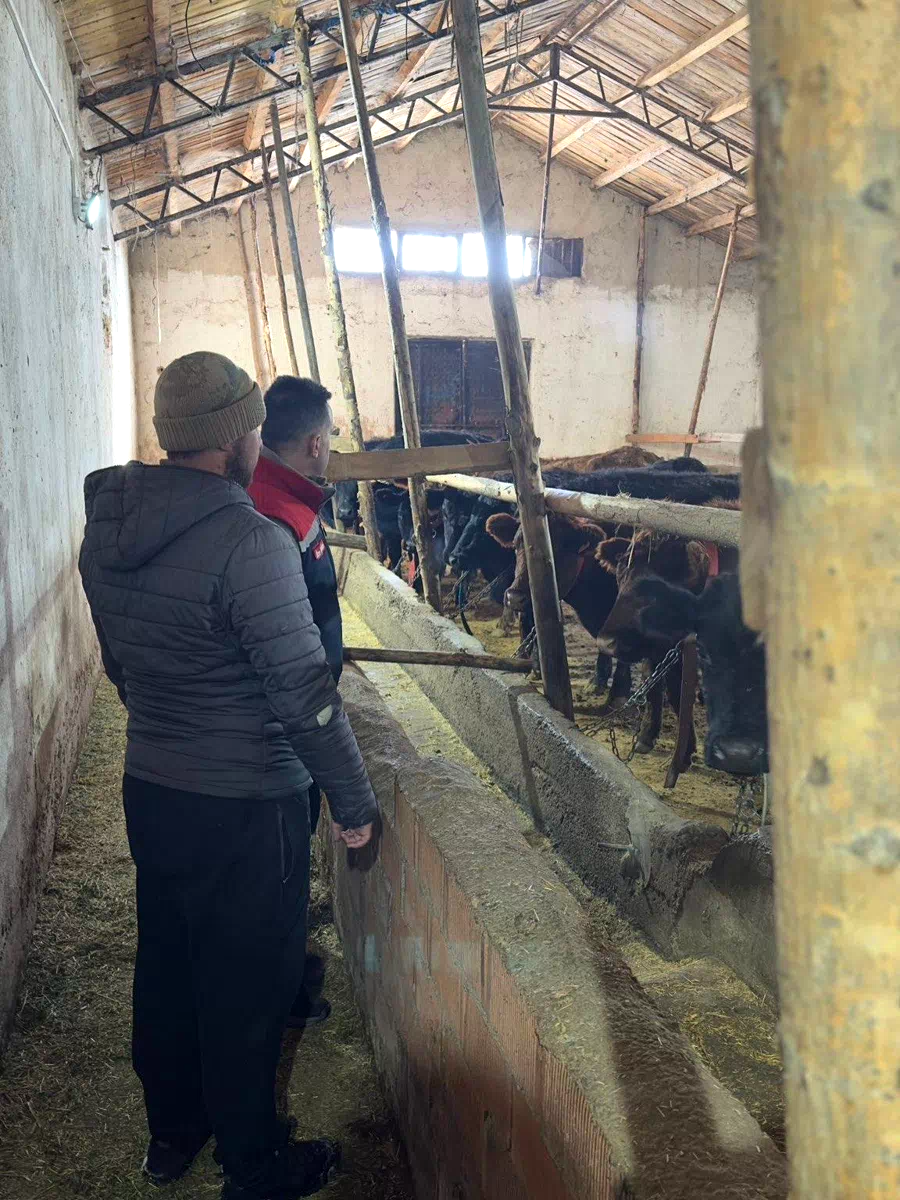 Aydıntepe’de hayvancılığa destek kapsamında düve teslimatları sürüyor