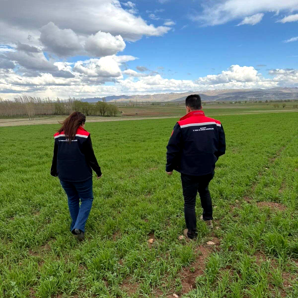 Aydıntepe’de hububat ekili alanlarda hastalık ve zararlı kontrolü yapıldı