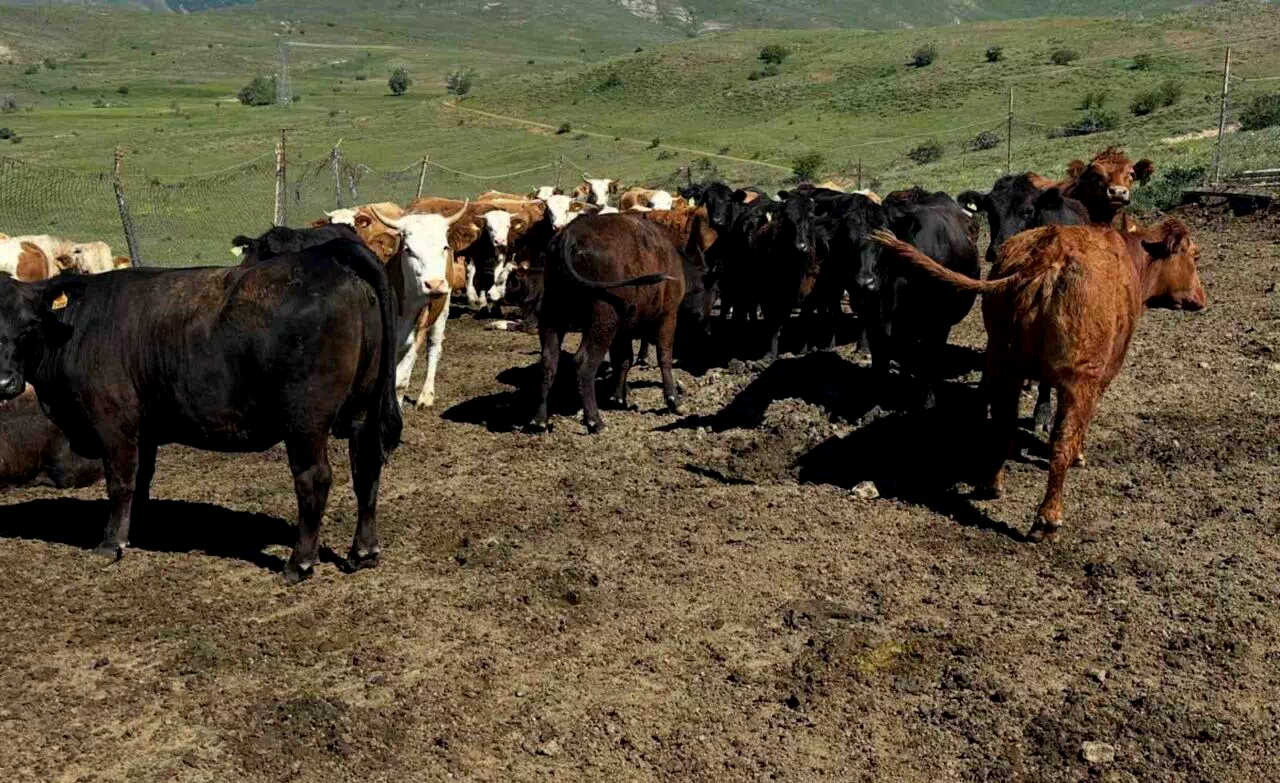 Aydıntepe’de ithal besilik sığırlarda karantina ve sağlık kontrolleri yapılıyor
