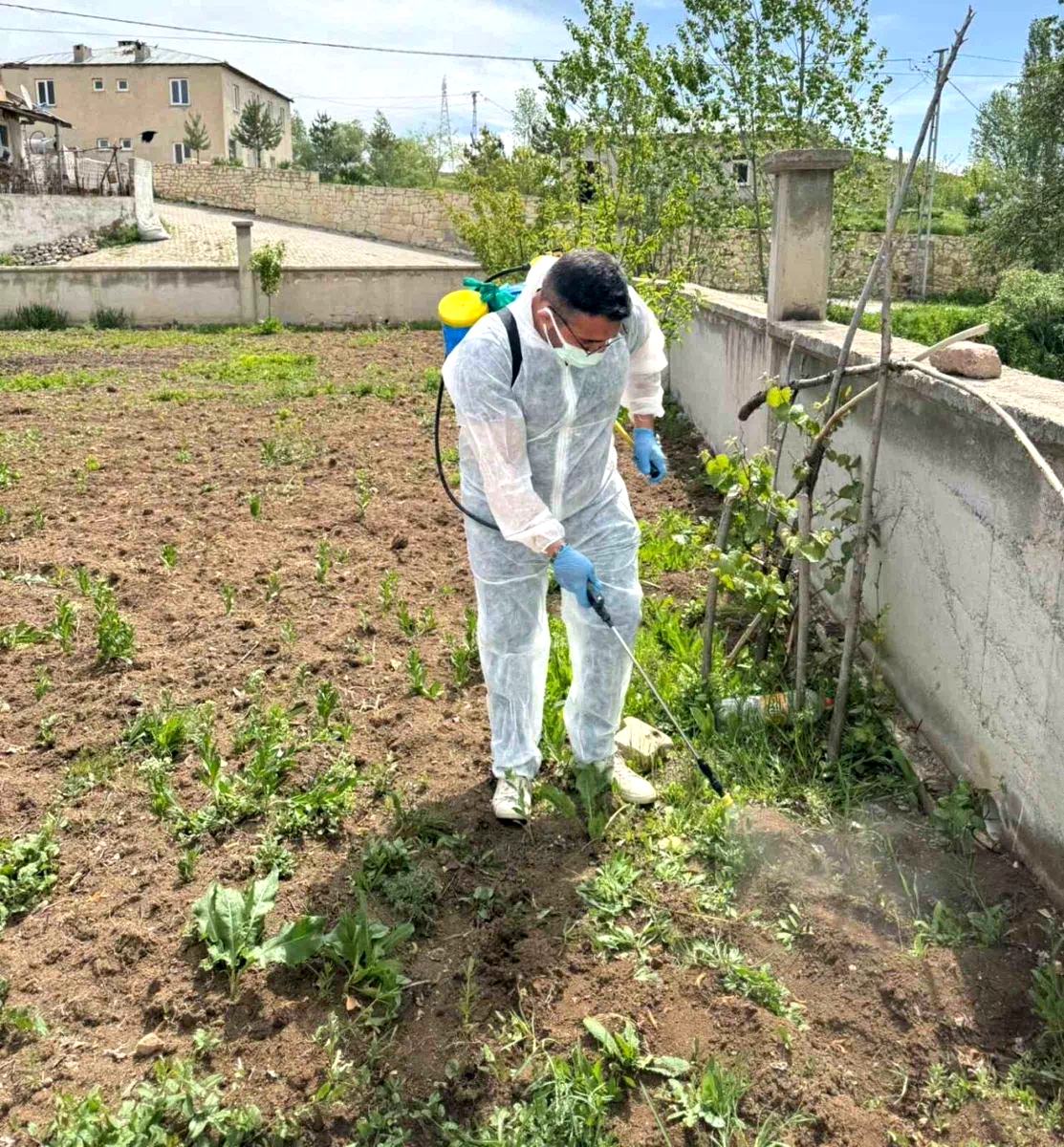 Aydıntepe’de yabancı ot mücadelesi başlatıldı