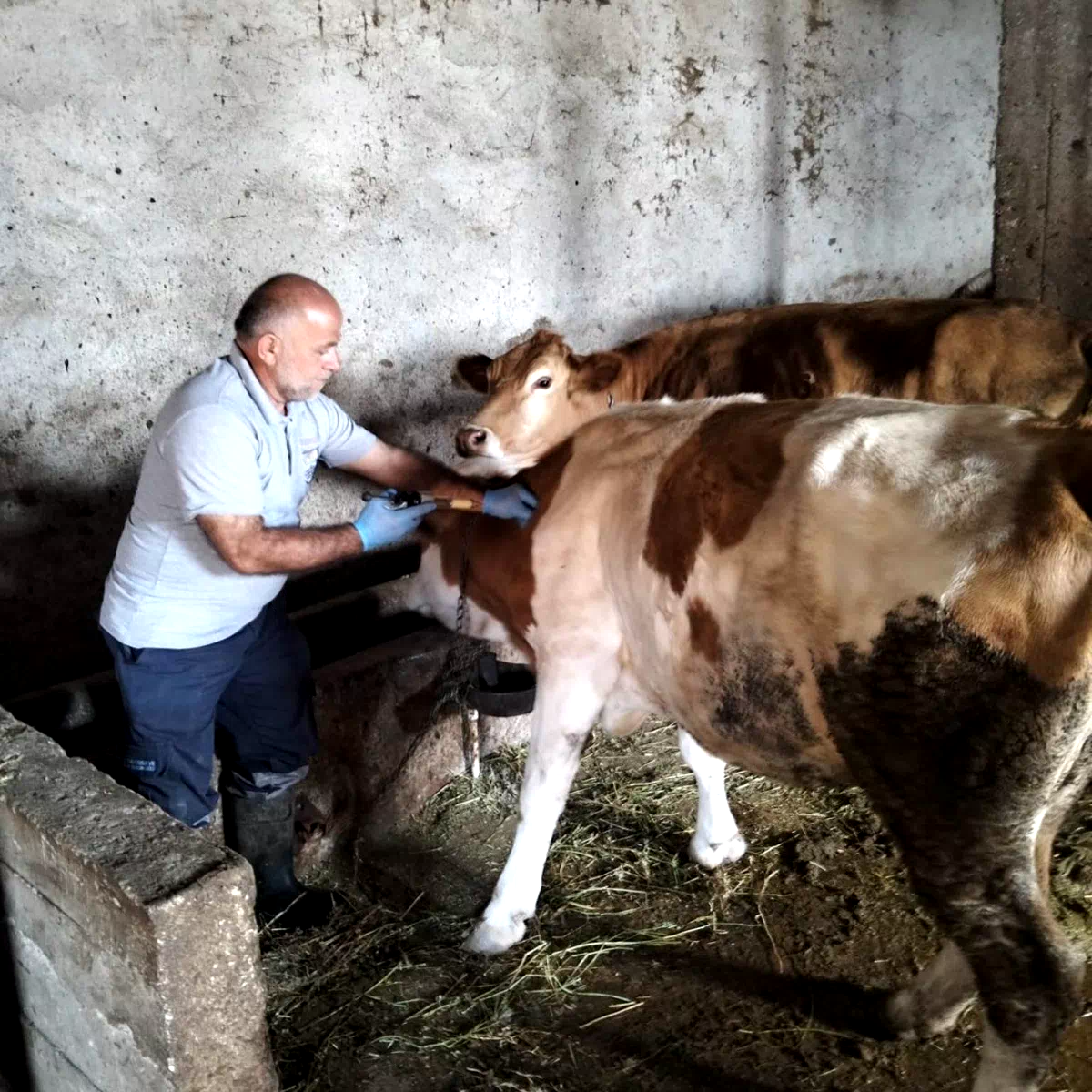Aydıntepe’nin birçok köyünde şap aşılamaları tamamlandı