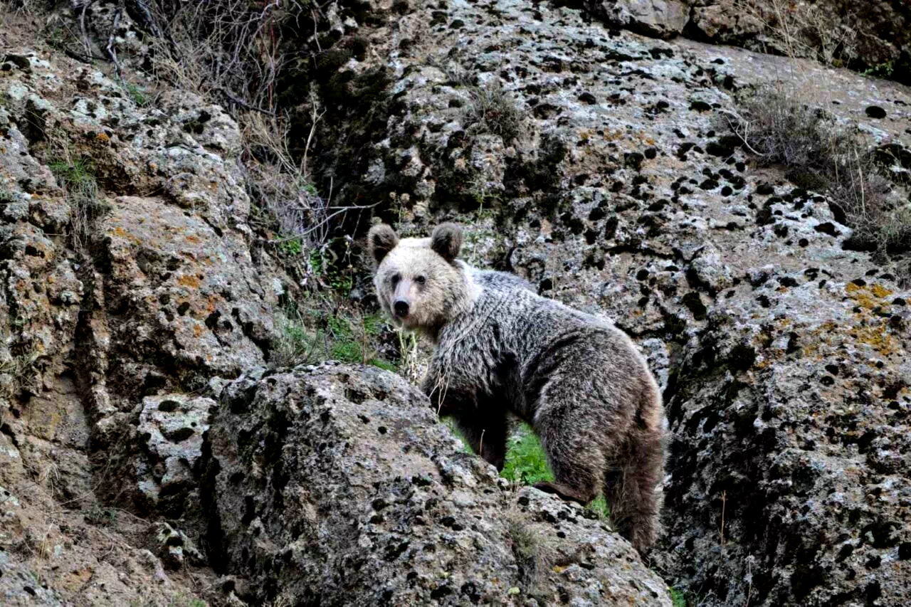 Ayı saldırısından köpekler sayesinde kurtuldu