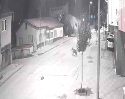 Ayılar ilçeyi mesken tuttu, cadde ve sokaklarda görülmeye başladı