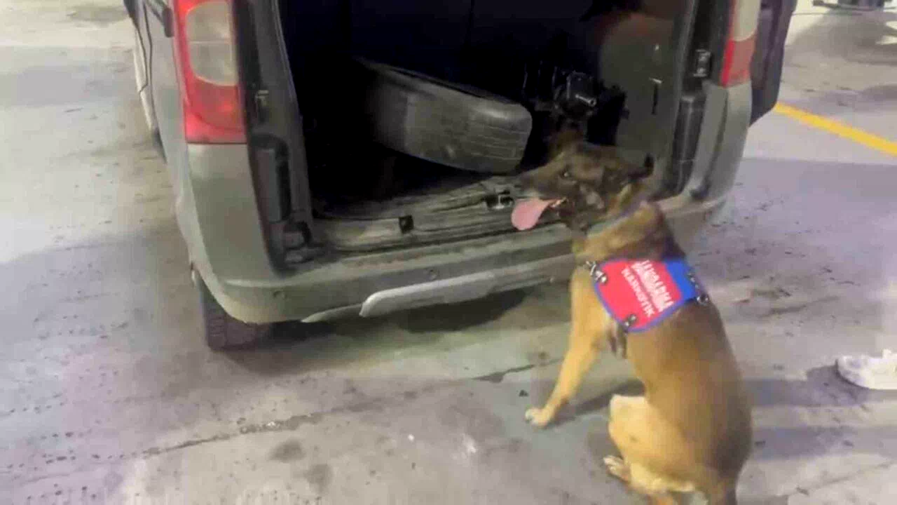 Bagaj ve kaputa gizlenen uyuşturucuyu narkotik köpeği ‘Ayar’ buldu