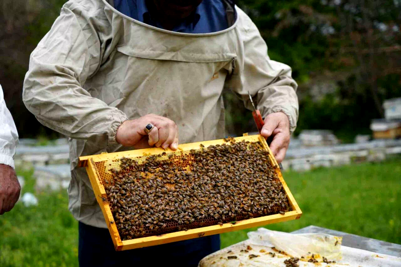 Bal verimi yüzde 40 düştü