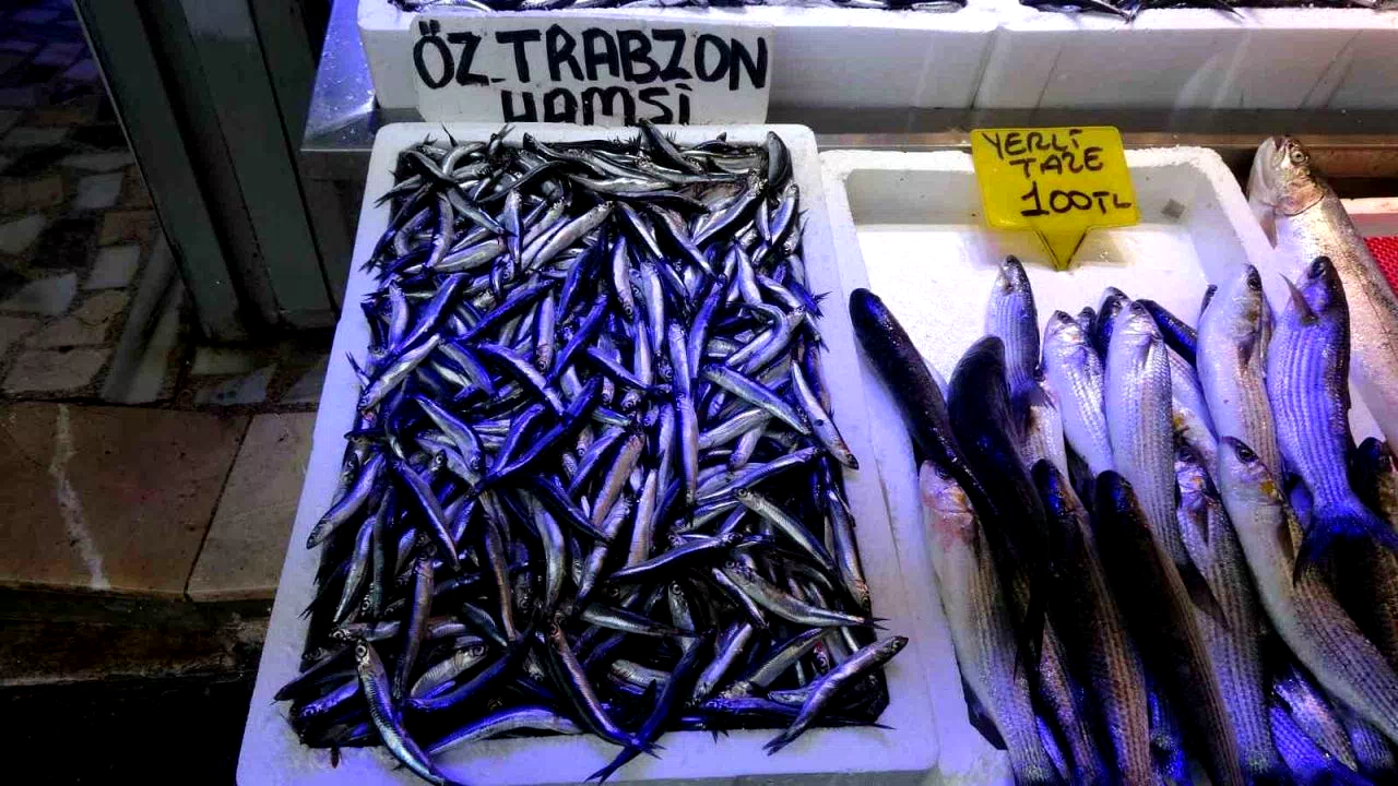 Balıkçılardan “Patlatılan insansız deniz araçları hamsiyi kaçırttı” iddiası
