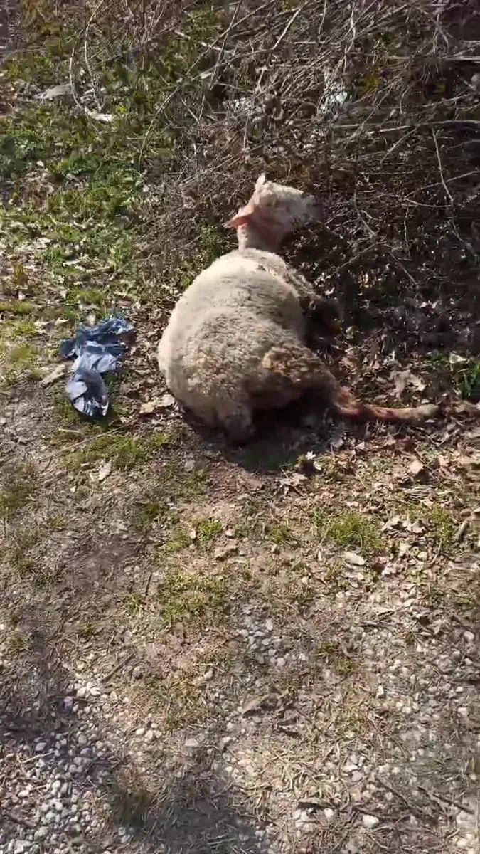 Başıboş köpekler ormanlık alanda koyunu telef ettikten sonra motosiklet sürücüsüne saldırdı.