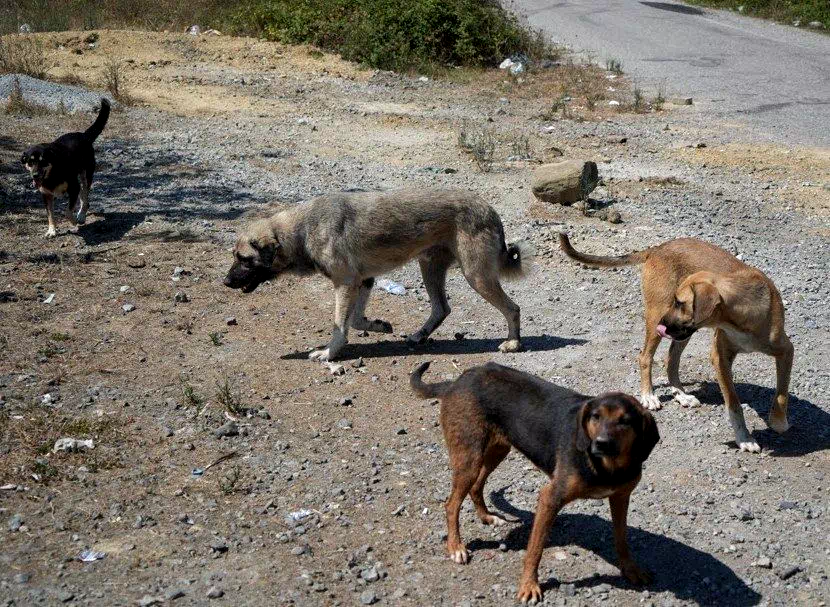 Başıboş köpekler yaban hayatı ve trafik güvenliğini tehdit ediyor
