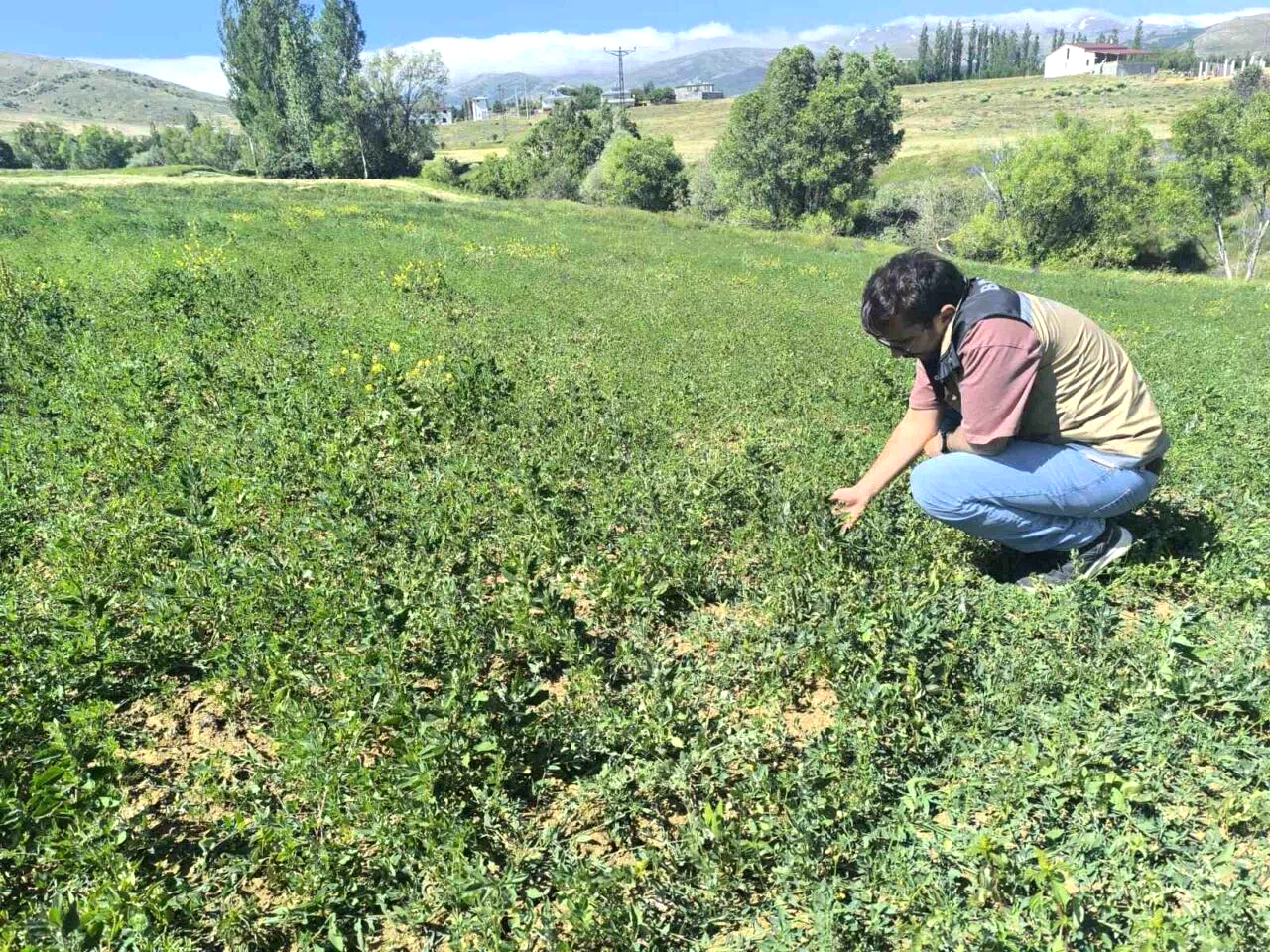 Bayburt’ta 4 köyde yem bitkisi tarla kontrolleri tamamlandı