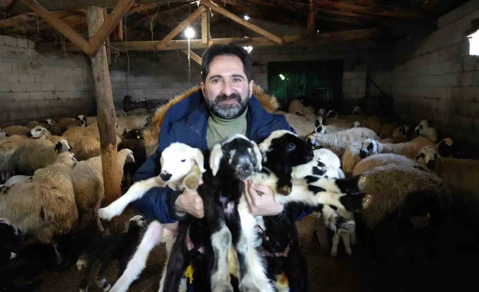 Bayburt’ta besiciler, doğaya karışan oğlak ve kuzuları besliyor.
