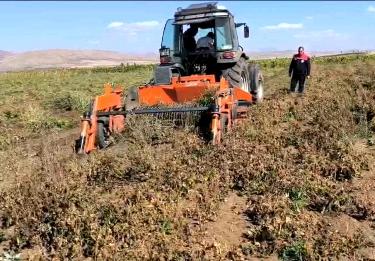 Bayburt’ta beyaz fasulye üretimi 3 bin dekara ulaştı