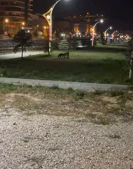 Bayburt’ta birbirleriyle oyun oynayan iki tilki görüldü