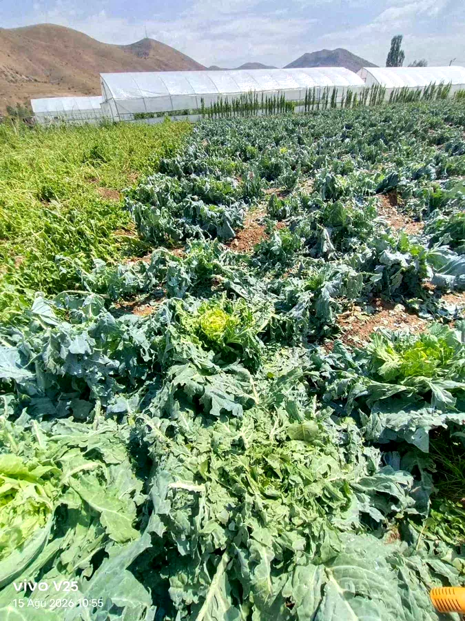 Bayburt’ta dolu üreticinin emeğini vurdu: Eko-Köy’de ürünler zarar gördü