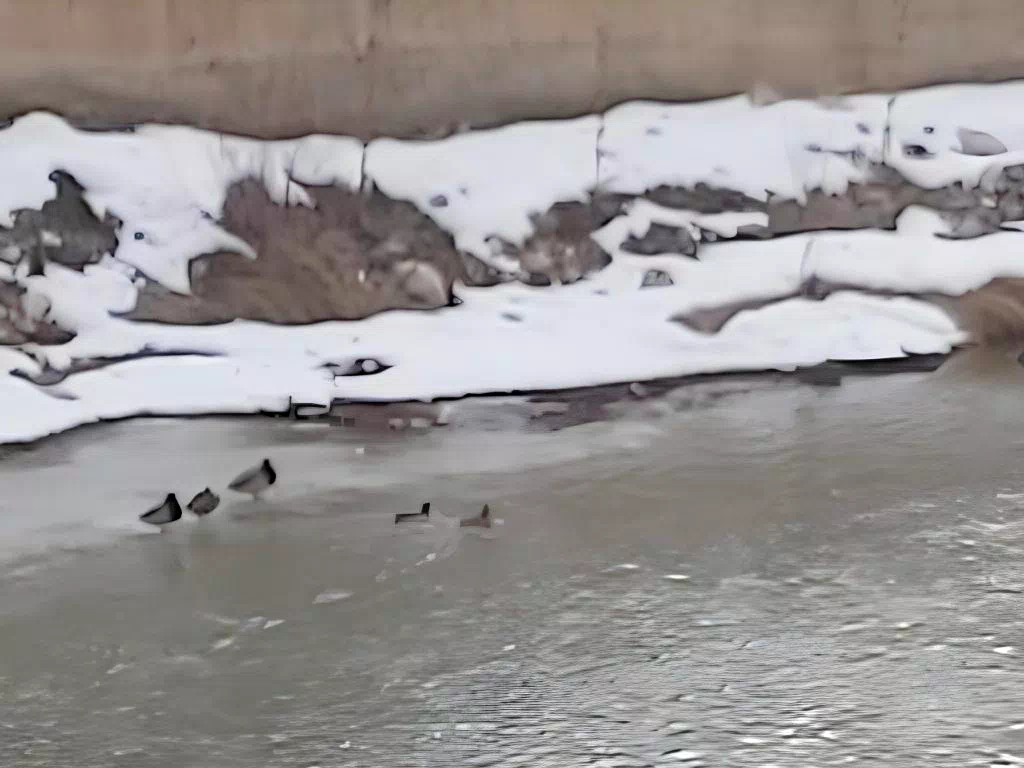 Bayburt’ta Donmuş Çoruh Nehri’nin Keyfini Kargalar Çıkarıyor