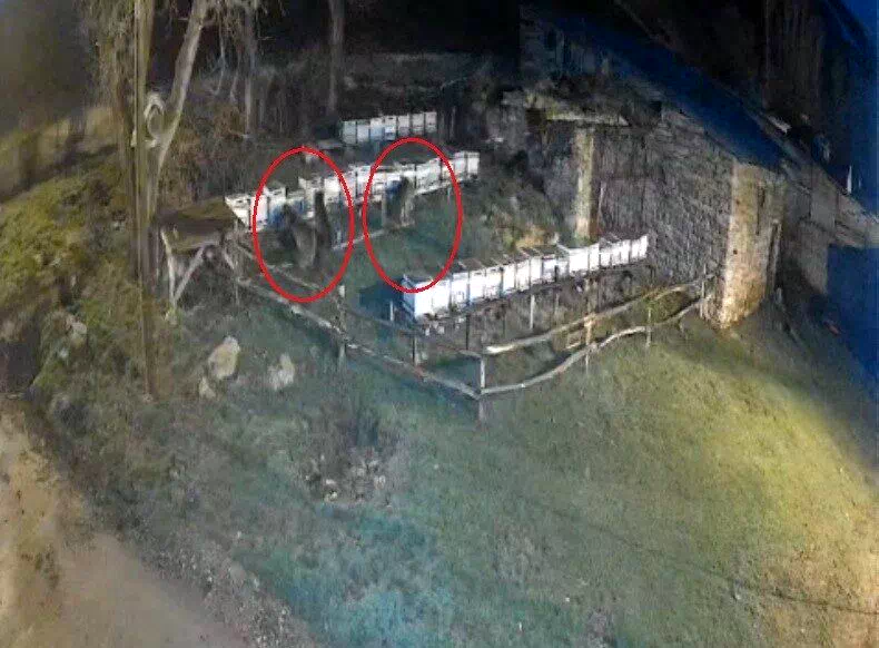 Bayburt’ta iki farklı arılığı talan eden ayılar köpek havlayınca kaçtı