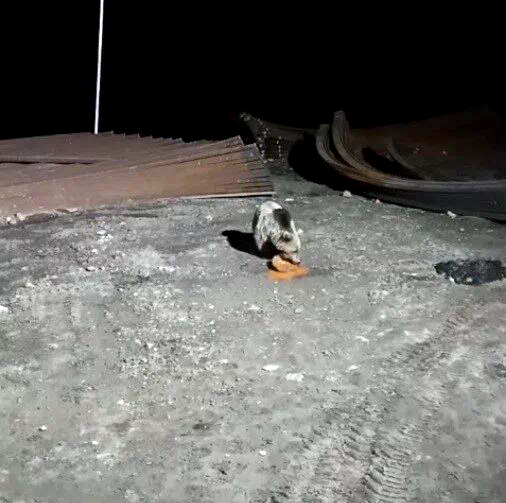 Bayburt’ta köpeklerin kovaladığı ayı yemeğini bırakmadı