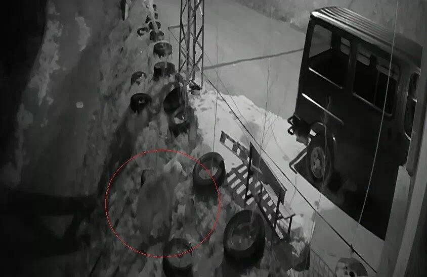 Bayburt’ta köye inen aç ayı kurdun tavşanı kovaladığı noktada yiyecek aradı