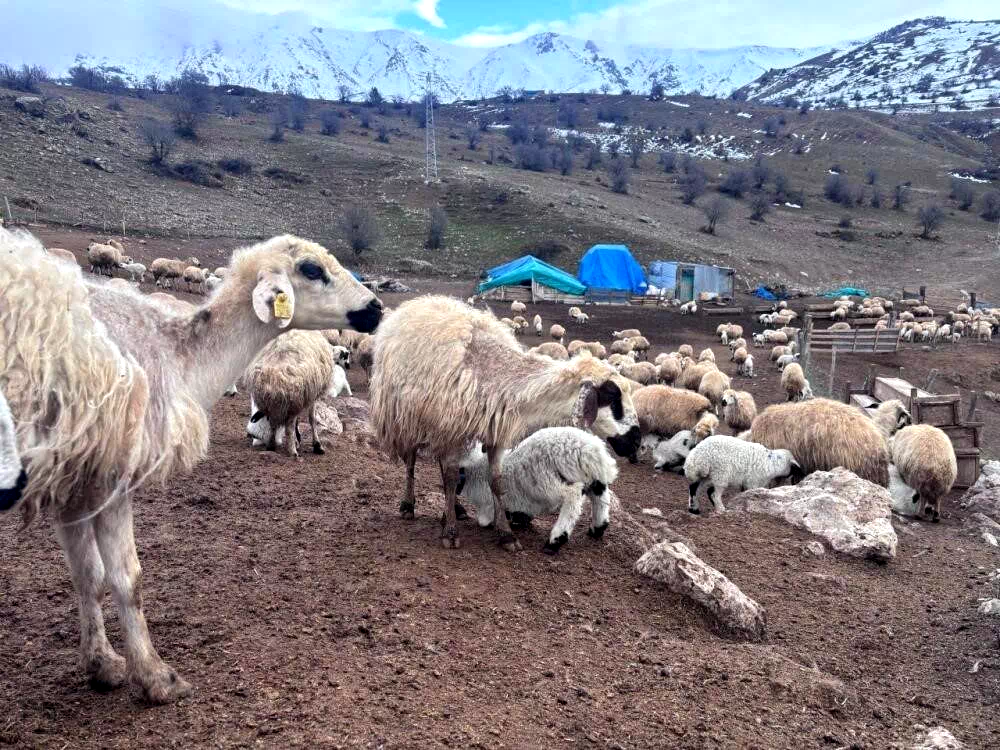 Bayburt’ta küçükbaş hayvancılığa destek başvuruları sürüyor