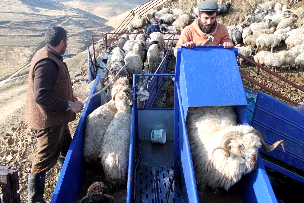 Bayburt’ta küçükbaş hayvanlar mobil koyun yıkama makineleriyle yıkanarak ilaçlanıyor