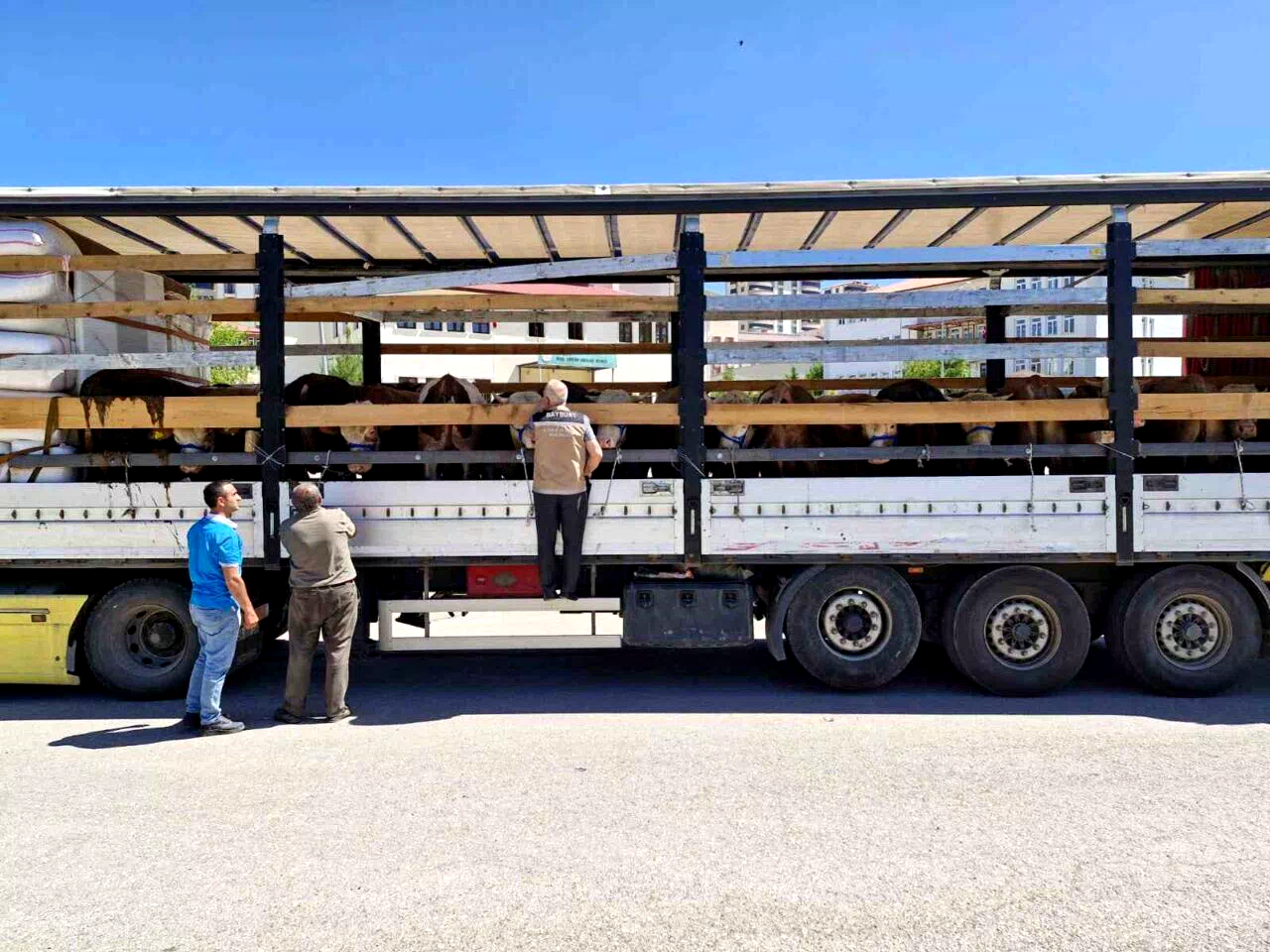 Bayburt’ta kurban sevki denetimleri sürüyor