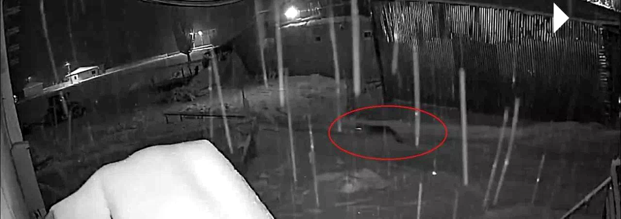 Bayburt’ta kurt sürüsünün köpeği kovaladığı anlar kamerada