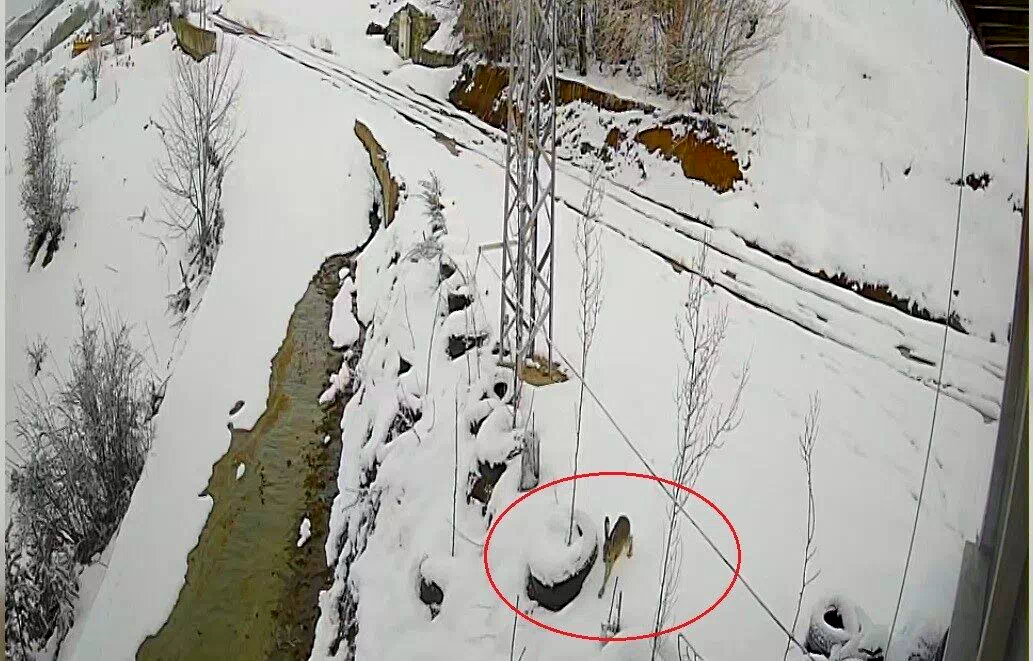 Bayburt’ta nefes kesen kovalamaca: Tavşanın kurdu atlattığı anlar kamerada