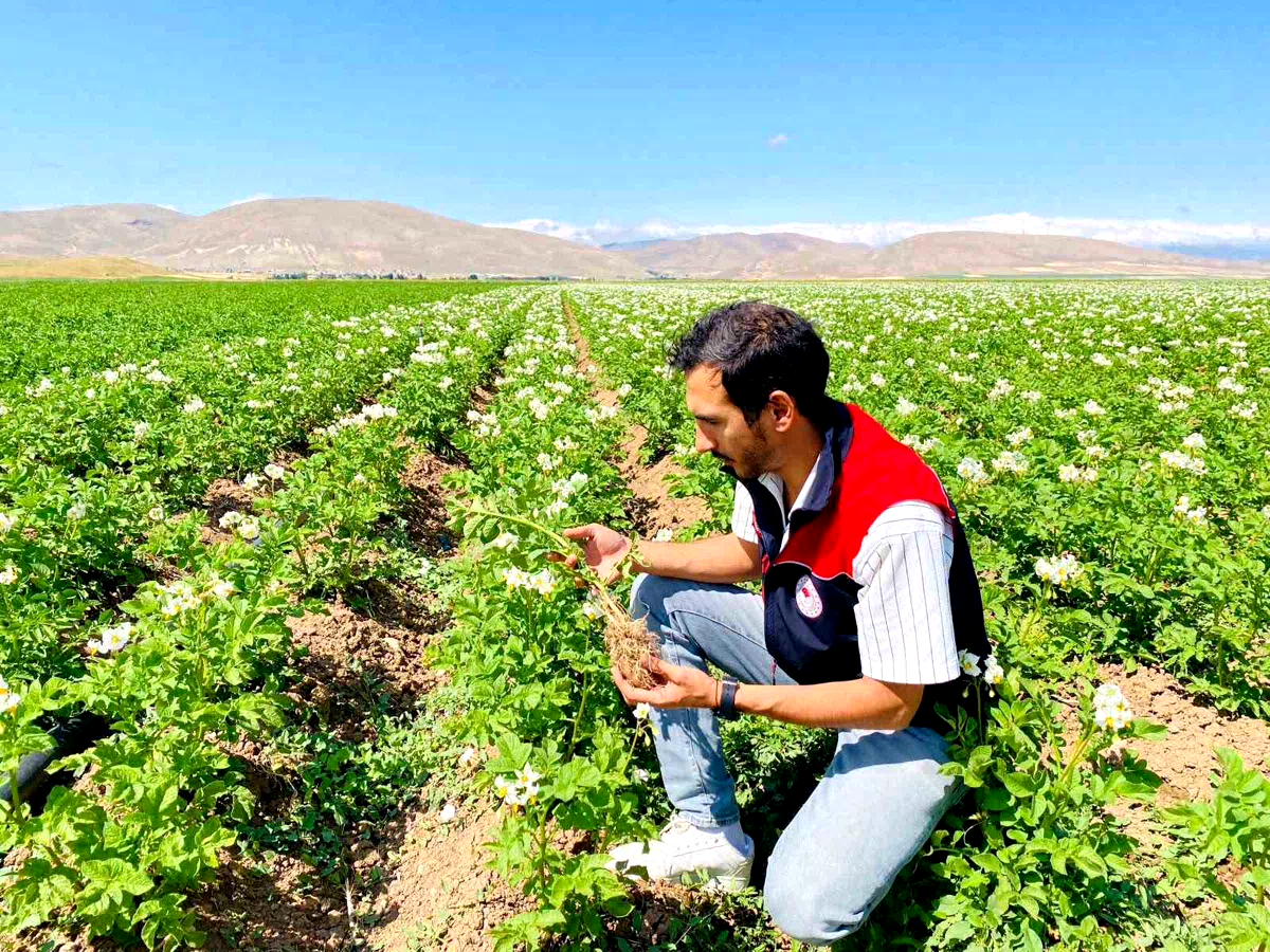 Bayburt’ta patates üretim alanları hastalık ve zararlılara karşı denetlendi