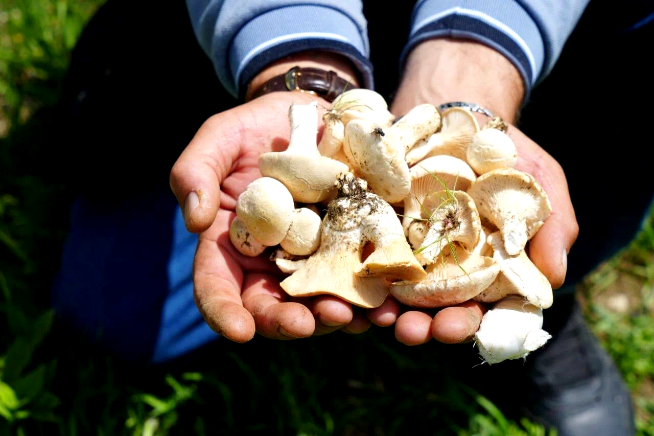 Bayburt’ta protein deposu mantarın ve bin bir derde deva çaşır otunun zorlu mesaisi
