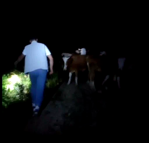 Bayburt’ta sürüden ayrılan 13 inek sahipleri tarafından dağda bulundu