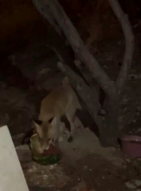 Bayburt’ta tavukların suyuna dadanan tilki aile tarafından beslenmeye başlandı